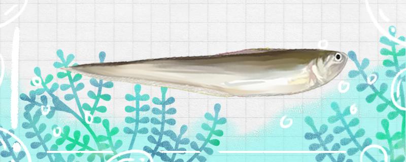 刀鱼是什么鱼是秋刀鱼吗(刀鱼是什么鱼是秋刀鱼吗能吃吗)