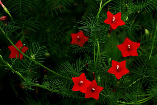 茑萝怎么施肥(茑萝用多深盆还是浅盆)