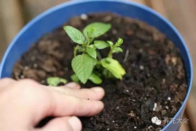 绿萝吊兰怎么养