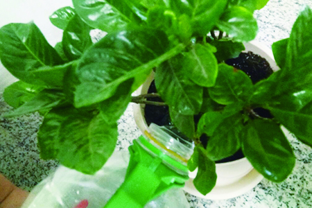 给栀子花浇水用什么水