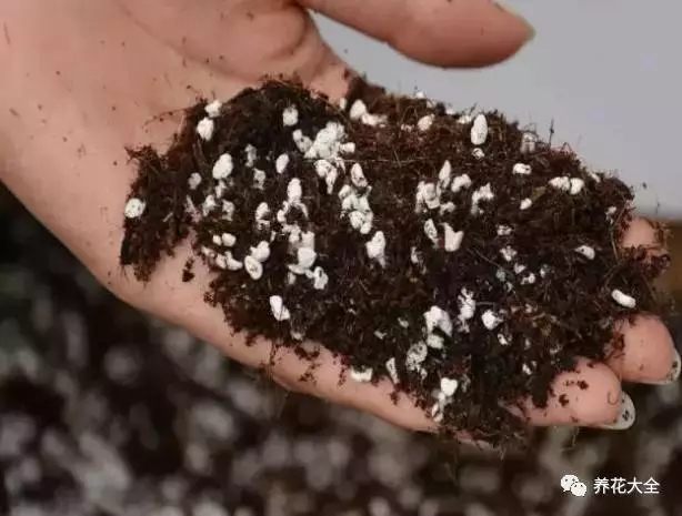 绿萝吊兰怎么养