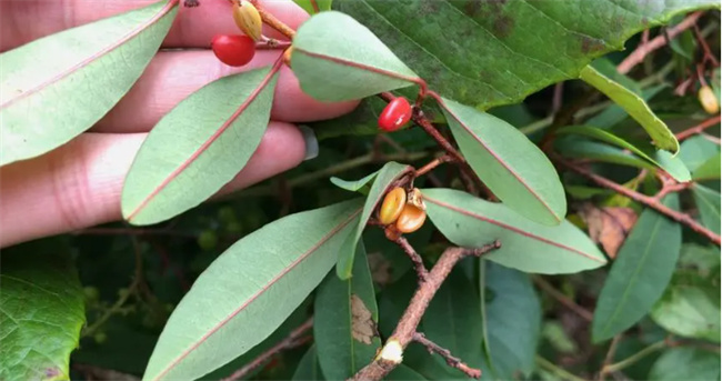 ​古柯主要种植在哪里古柯植物被禁止种植吗(古柯主要种植在哪里北美洲还南美洲)