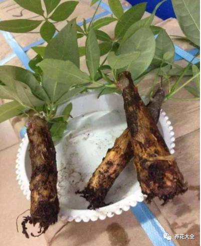 根部烂的花怎么治疗