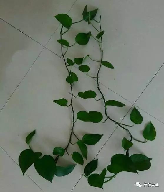 绿萝吊兰怎么养