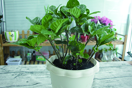 给栀子花浇水用什么水