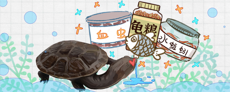 蛇颈龟吃什么多久喂一次(蛇颈龟吃什么生长快)