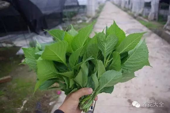 绿萝吊兰怎么养