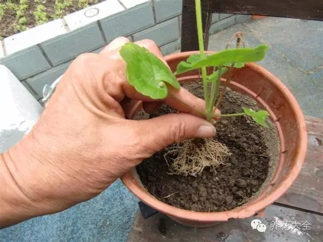 绿萝吊兰怎么养