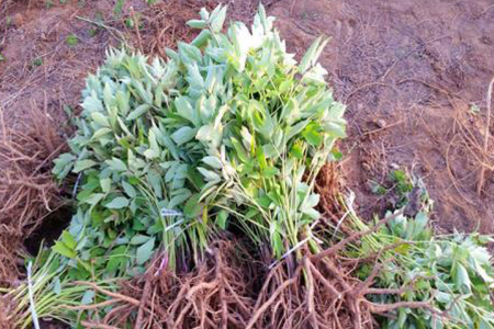 牡丹花移植注意事项(移植牡丹花该怎么移植)