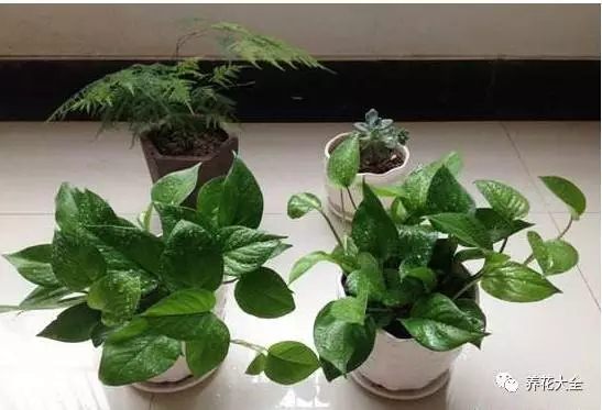 根部烂的花怎么治疗