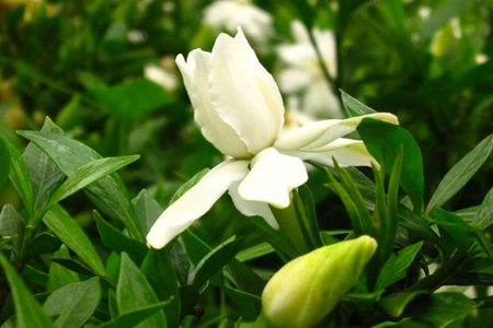 栀子花有哪些品种图片