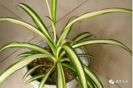 根部烂的花怎么治疗