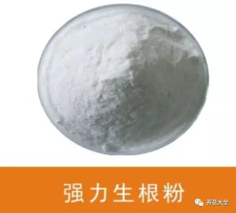 根部烂的花怎么治疗