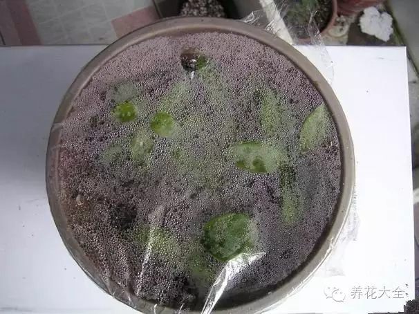 绿萝吊兰怎么养