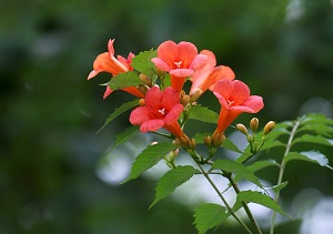 凌霄花过冬的最低温度