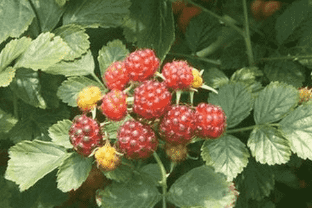 茅莓的养殖方法和注意事项有哪些