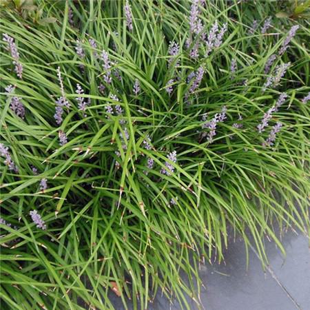 麦冬草有药用价值吗?