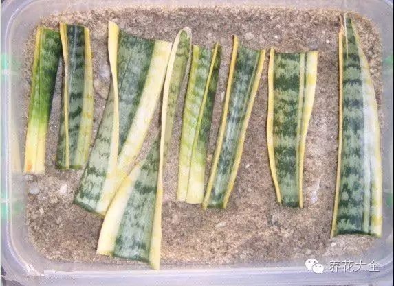 绿萝吊兰怎么养