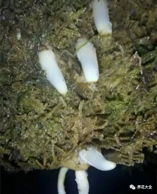 根部烂的花怎么治疗