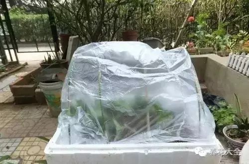 绿萝吊兰怎么养