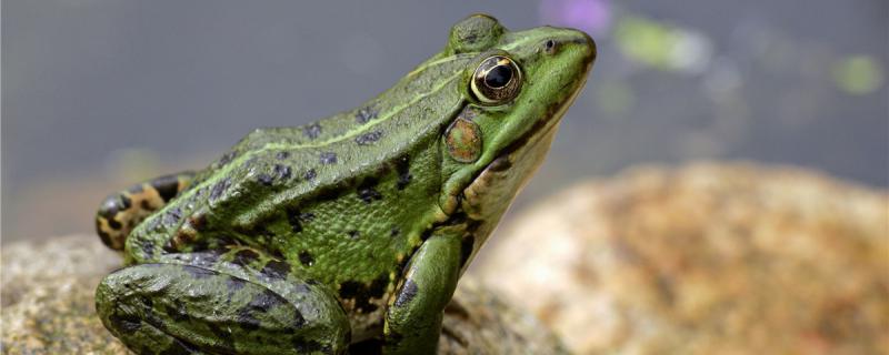 青蛙怎么喂食怎么养殖(青蛙怎么喂食怎么养殖效果好)
