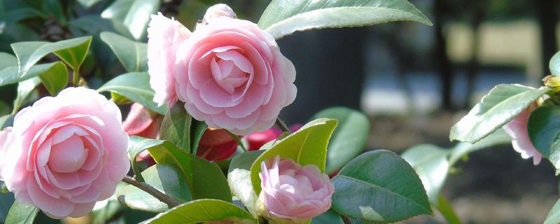 茶花施肥用什么肥料(茶花用磷酸二氢钾的使用方法)