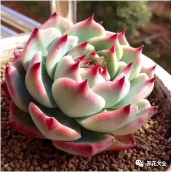 根部烂的花怎么治疗