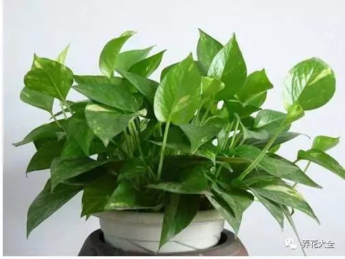 根部烂的花怎么治疗