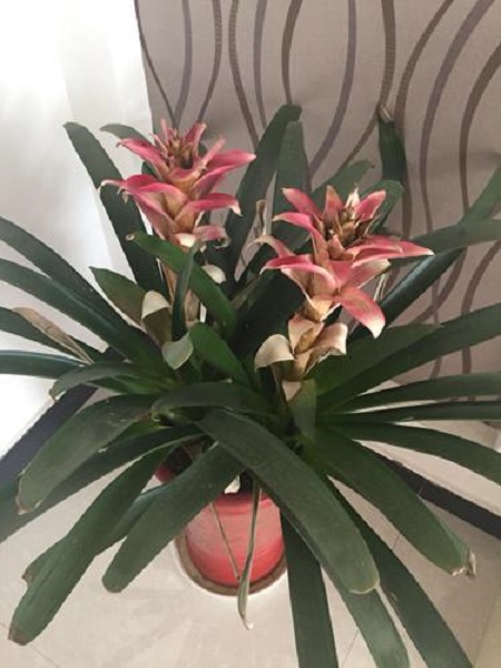 鸿运当头叶子焦边干枯是怎么回事