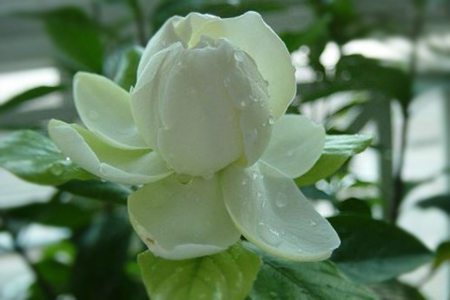 栀子花有哪些品种图片