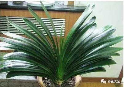 根部烂的花怎么治疗