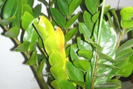 金钱树黄叶怎么回事应该怎么处理