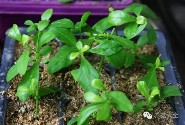 绿萝吊兰怎么养