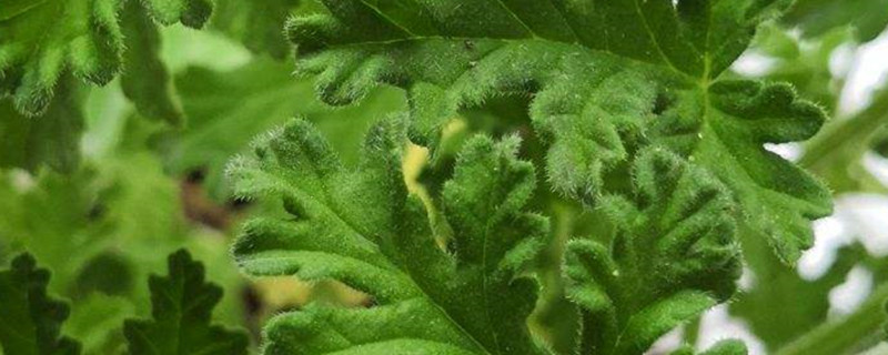 香叶天竺葵怎么养(香叶天竺葵养护)