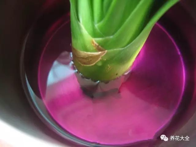 根部烂的花怎么治疗