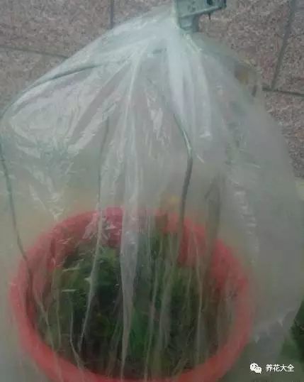 绿萝吊兰怎么养