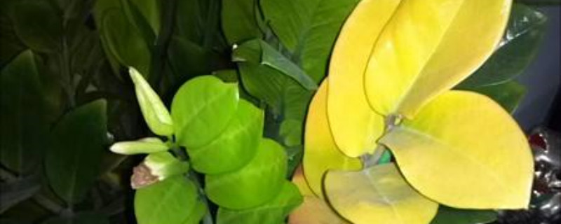 金钱树黄叶怎么办黄叶枯萎的原因及补救办法(金钱树黄叶怎么回事应该怎么处理)