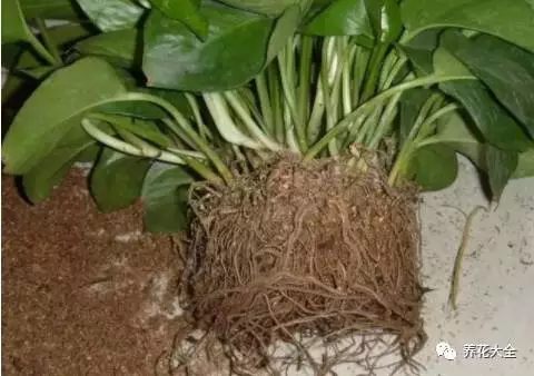 根部烂的花怎么治疗