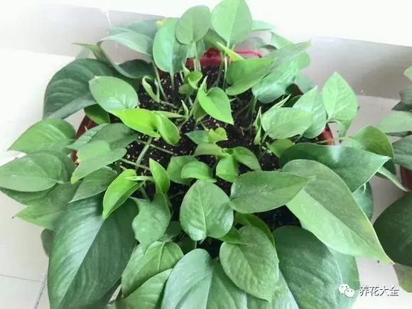 绿萝吊兰怎么养