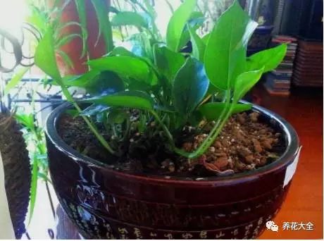 根部烂的花怎么治疗