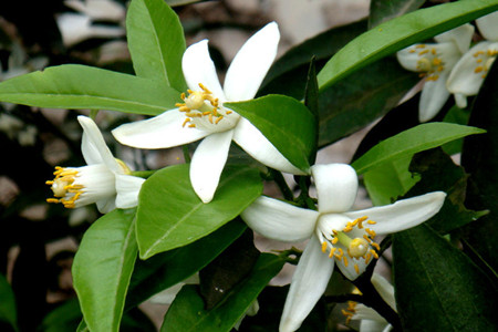 百合花为什么是死人花