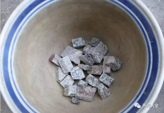 根部烂的花怎么治疗