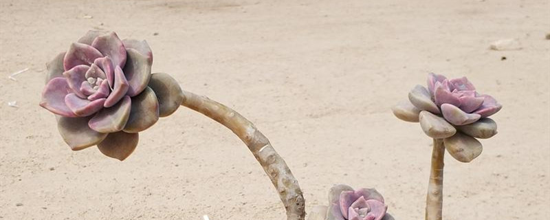 紫乐多肉植物怎么养殖(紫乐多肉的养殖方法和注意事项)