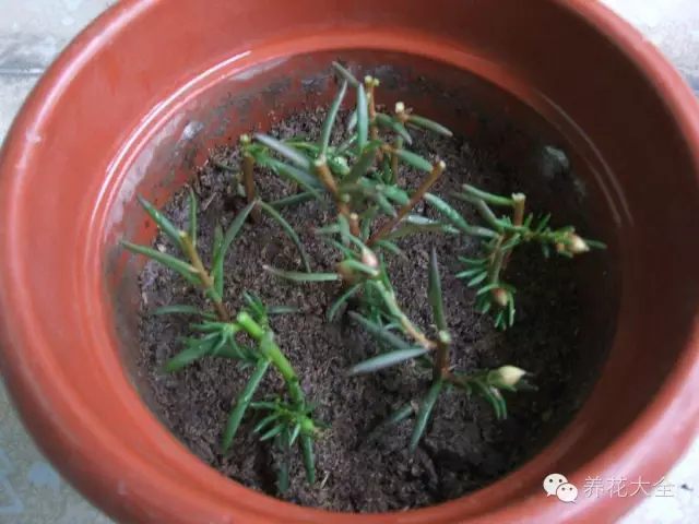 绿萝吊兰怎么养