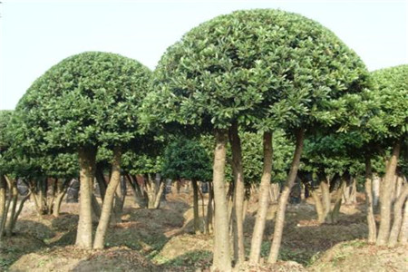 杨梅树一棵能结多少斤果