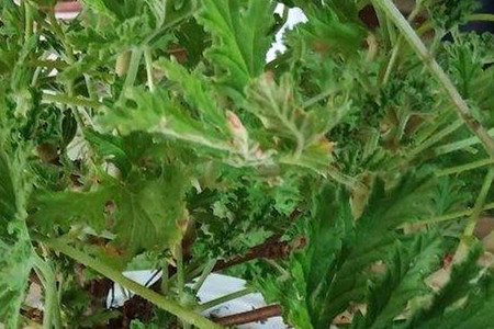 香叶天竺葵养护