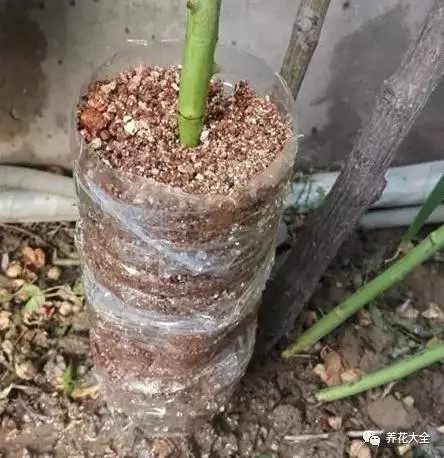 绿萝吊兰怎么养