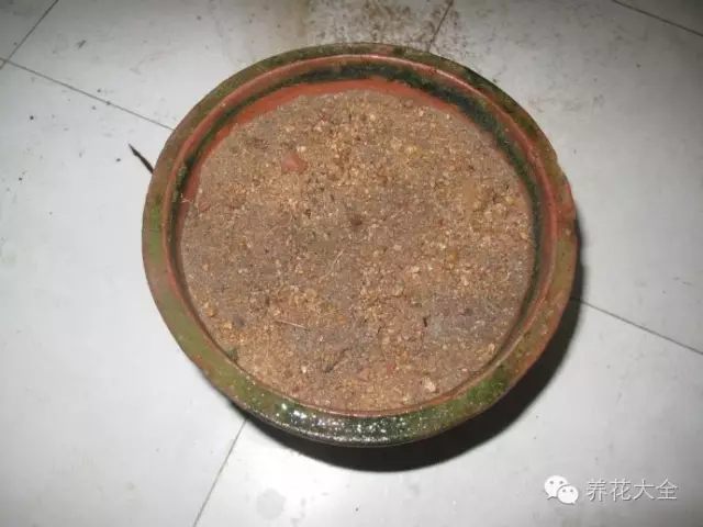 绿萝吊兰怎么养