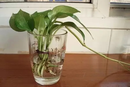 根部烂的花怎么治疗