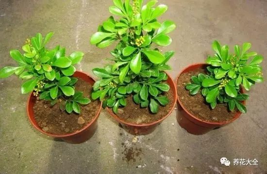 绿萝吊兰怎么养